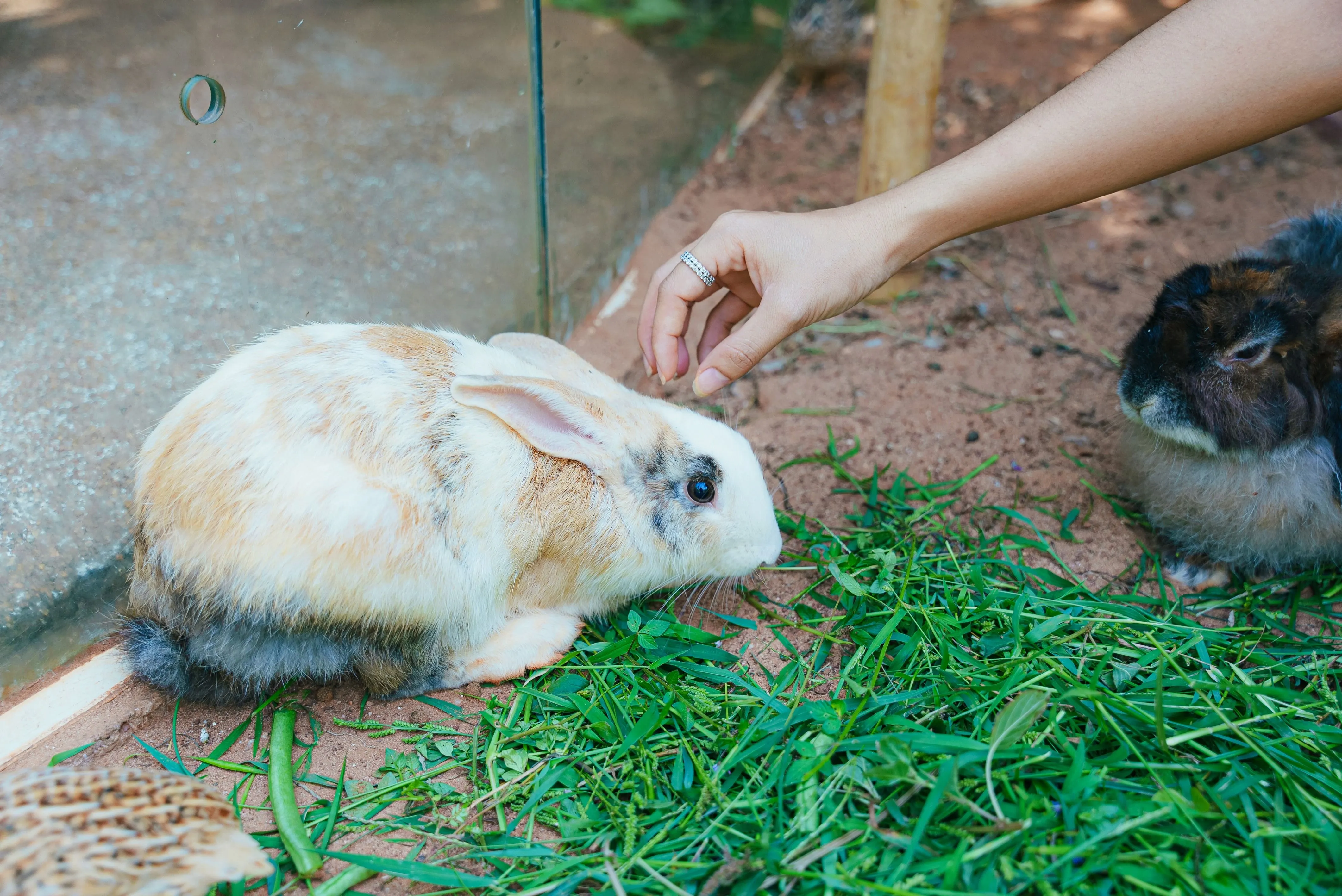 petting a bunny