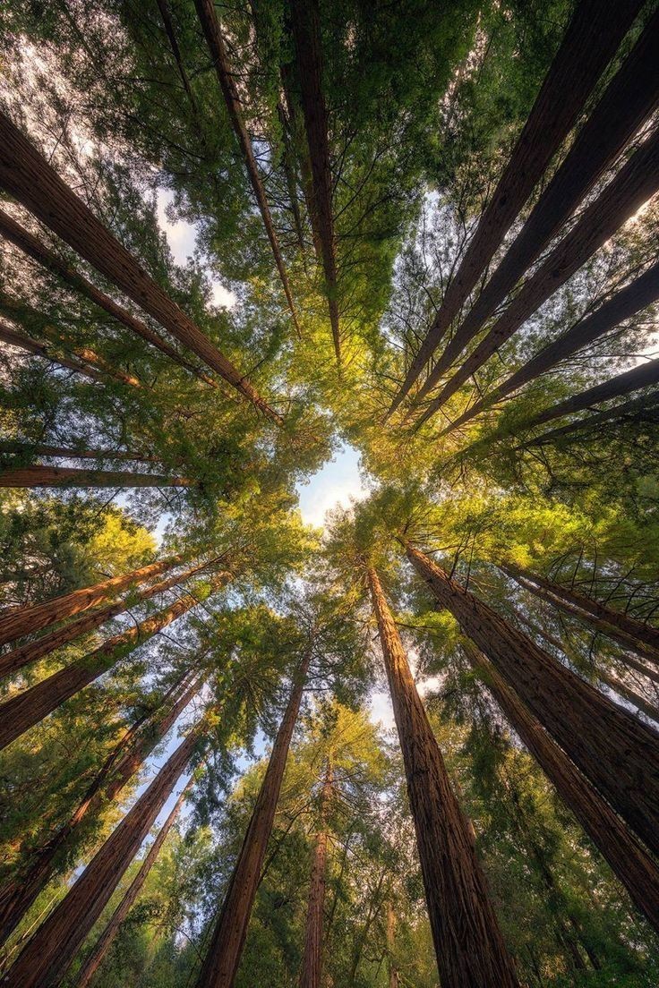 Wooden boardwalk winding through a sunlit redwood forest with two walkers.