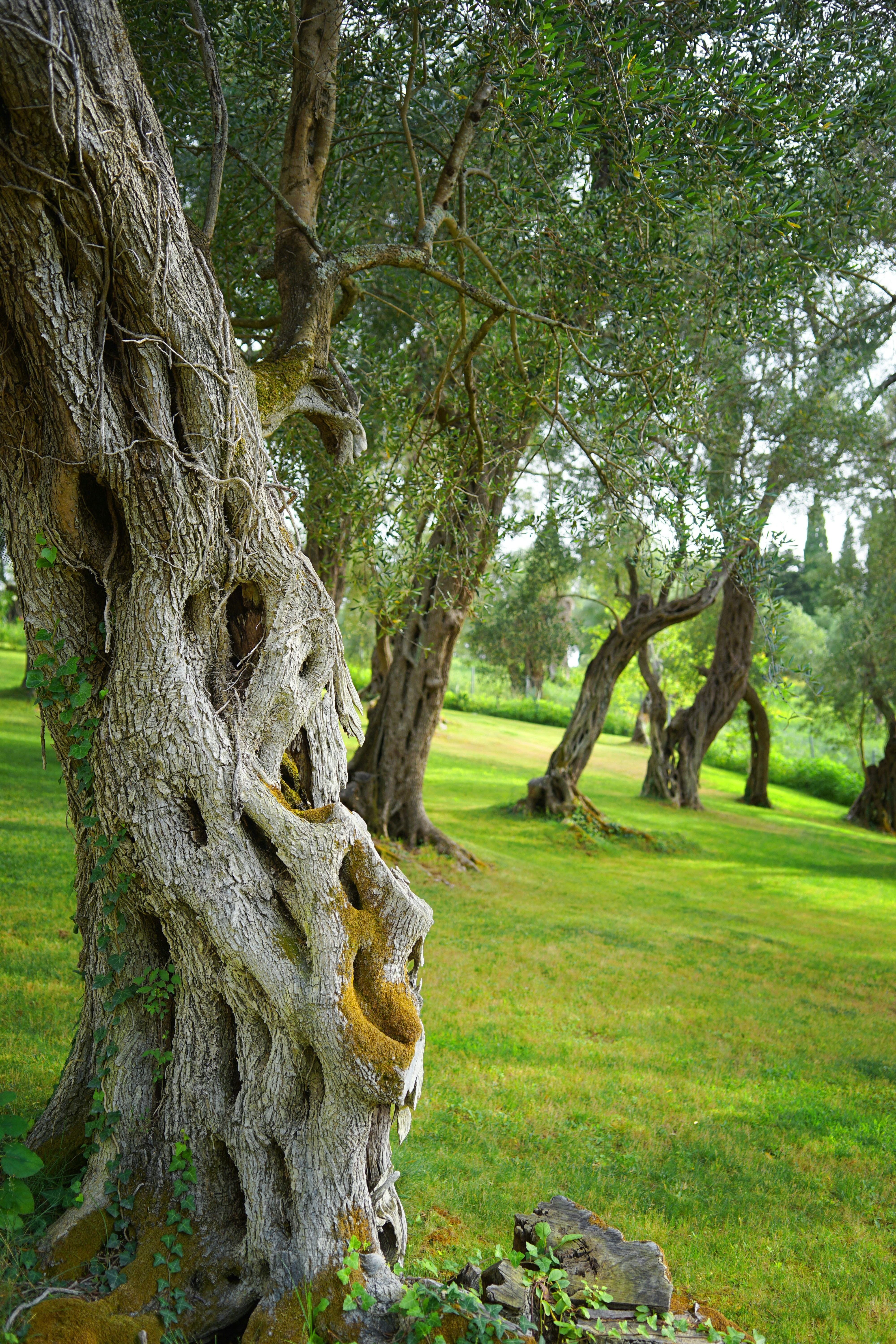 albero di olivo vecchio
