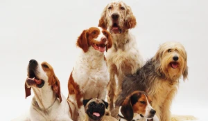 Image of pets