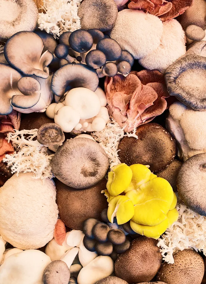 Wild assorted mushrooms