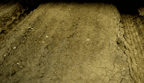 출처: Carbon Robotics, LaserWeeder