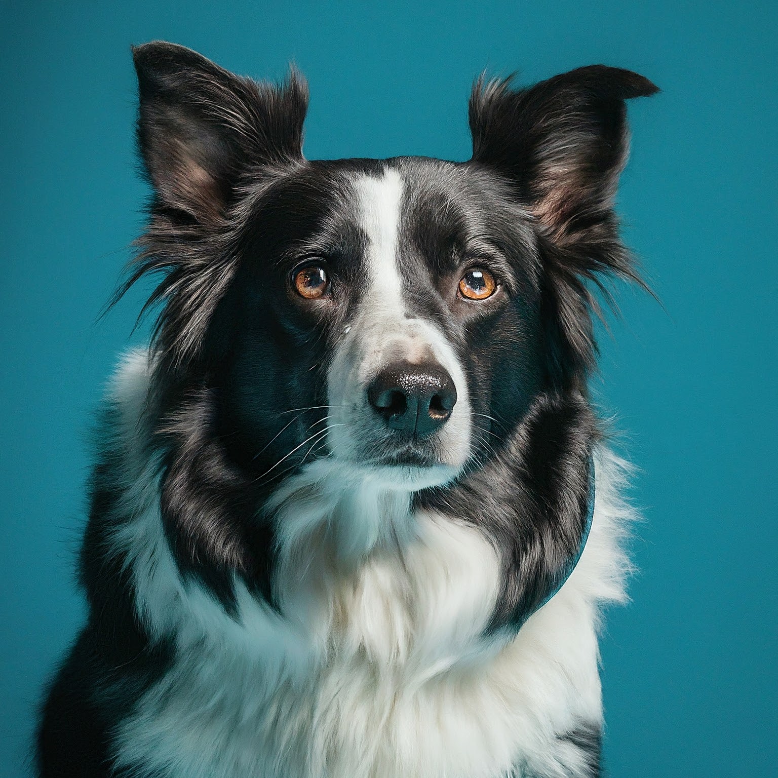 BUDDYUNO, Border Collie