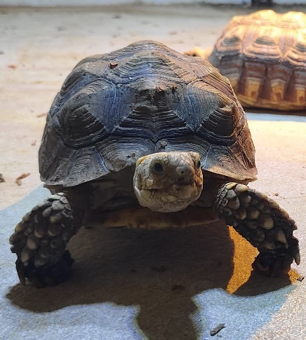 brown and black turtle on green grass during daytime