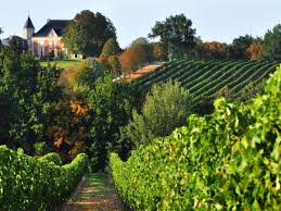 A vineyard in France