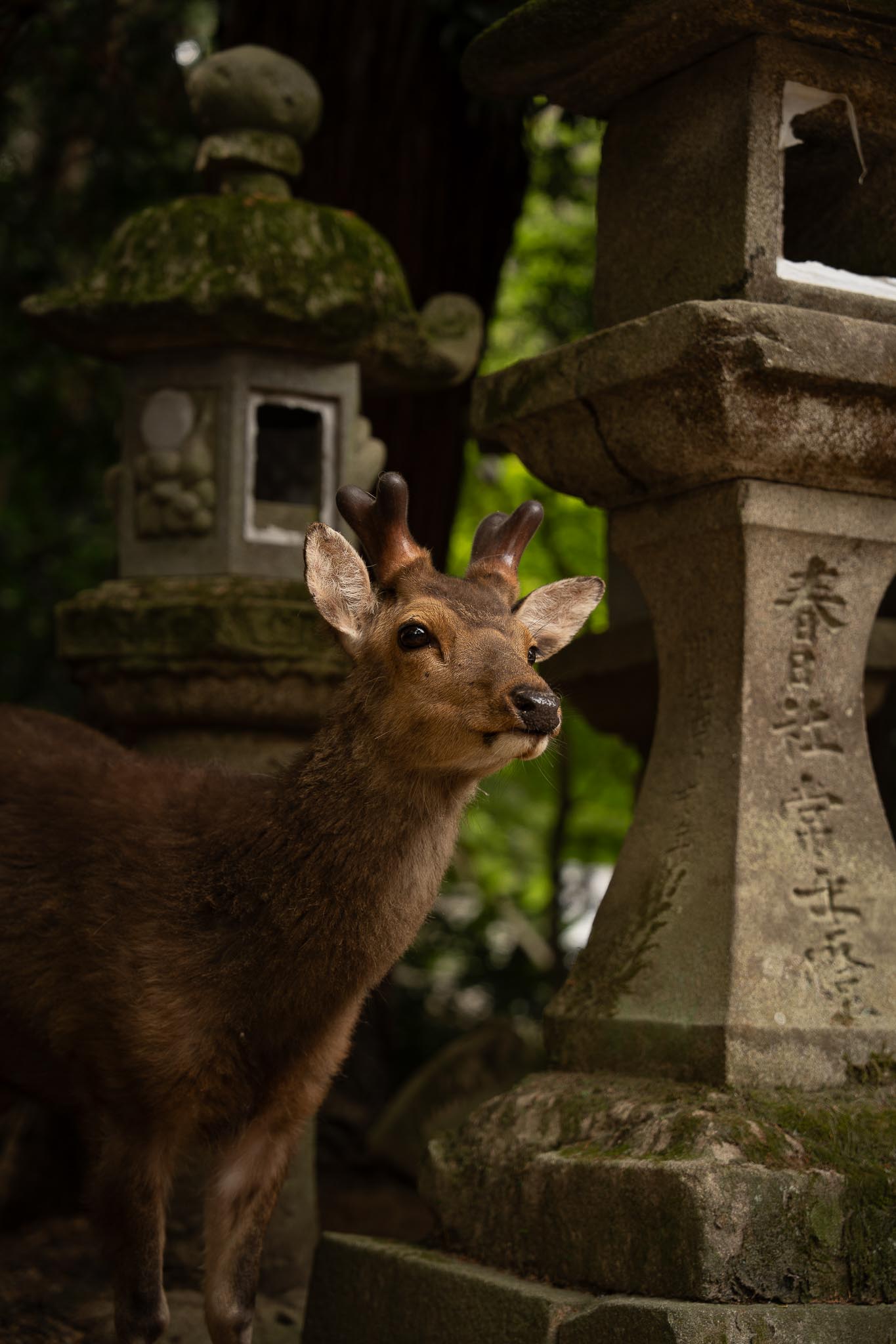 temple japan nara parc deer