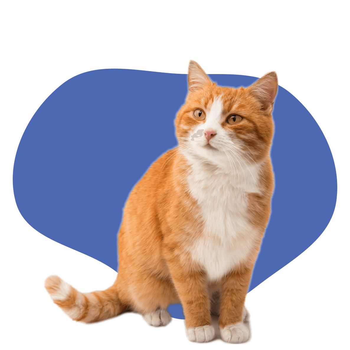 The Barking Lot's Cattery 