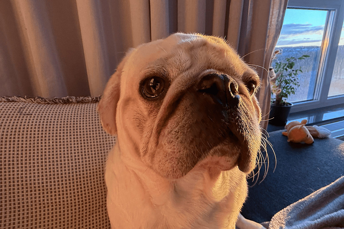 Face of Joanna's pug - Hot Dog
