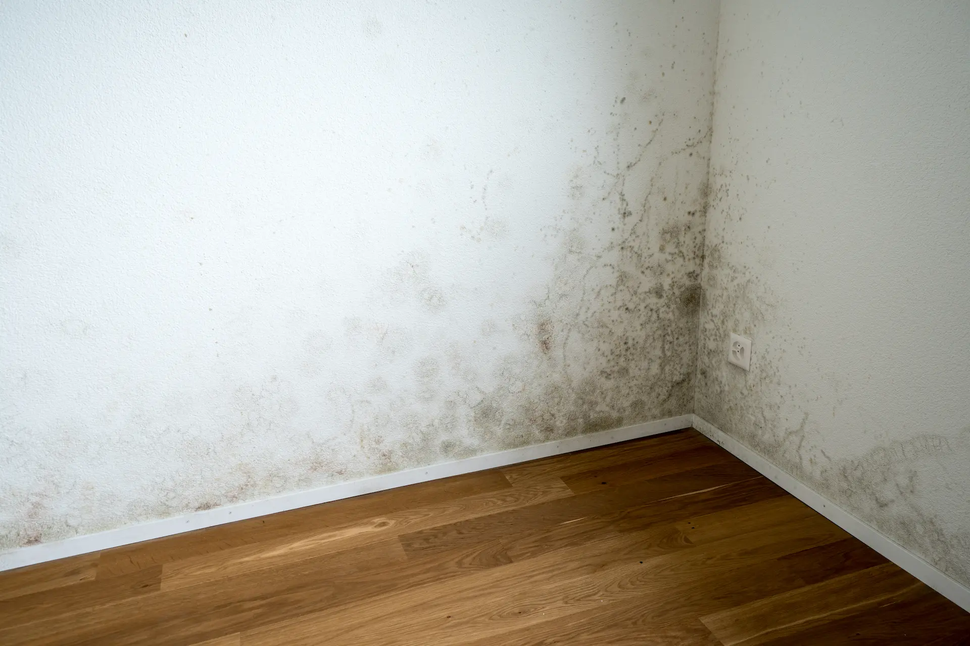 Schimmelsanierung an einer Innenwand