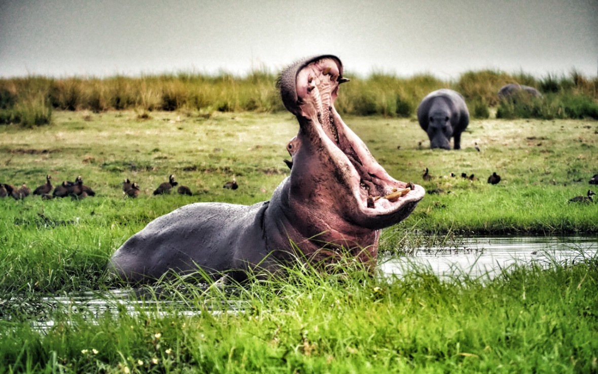 Hippo, Chobe National Park Botswana