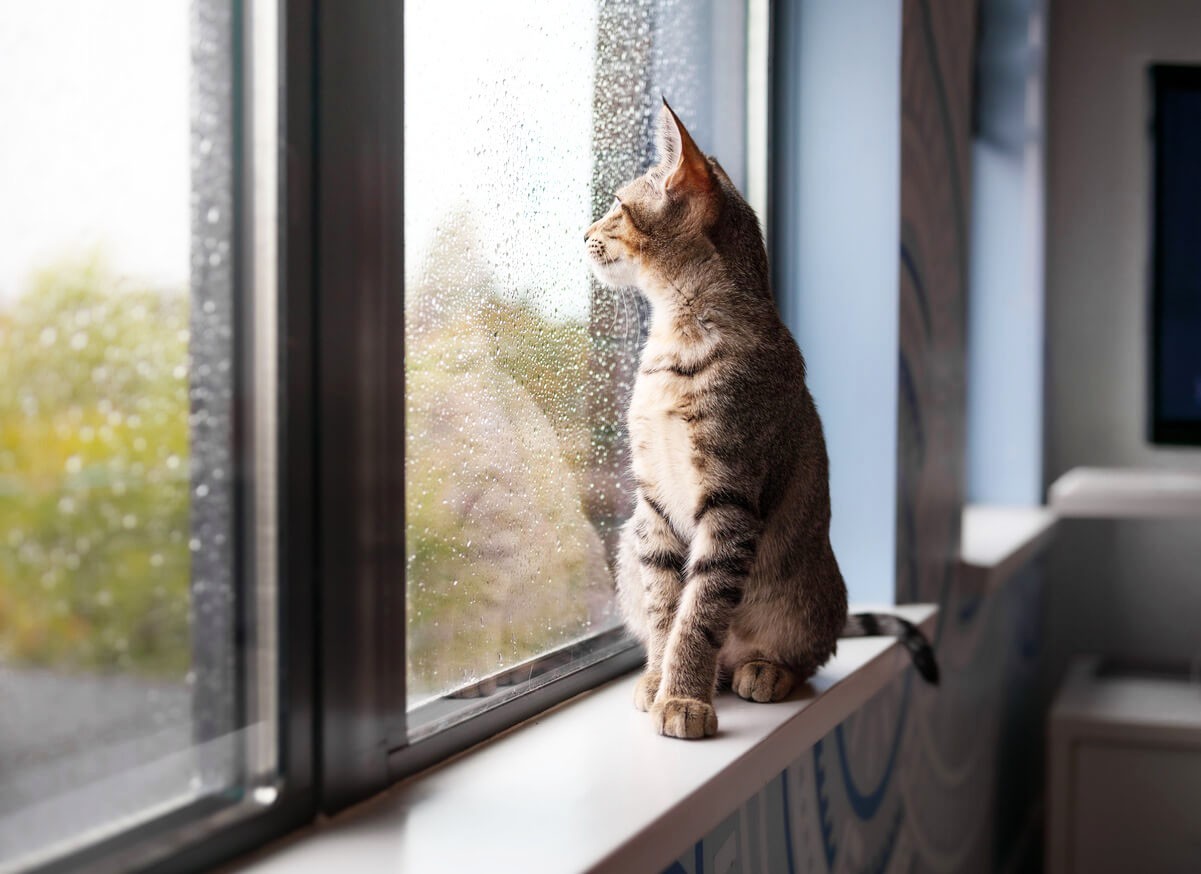 cat looking out a rainy window