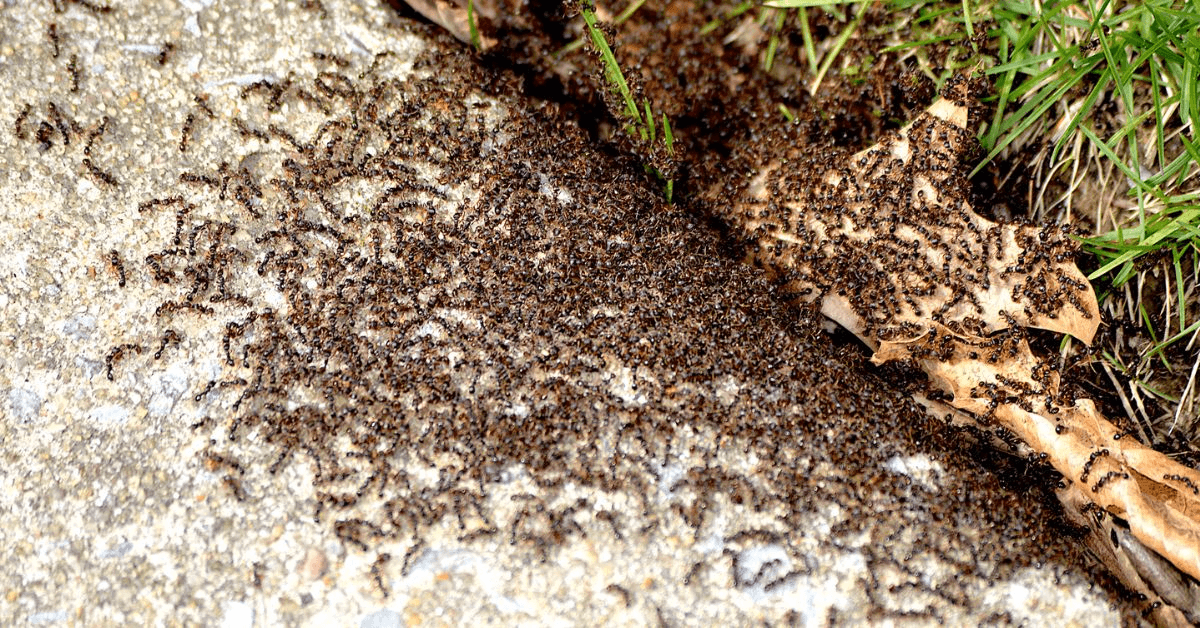 Mierennest in de grond