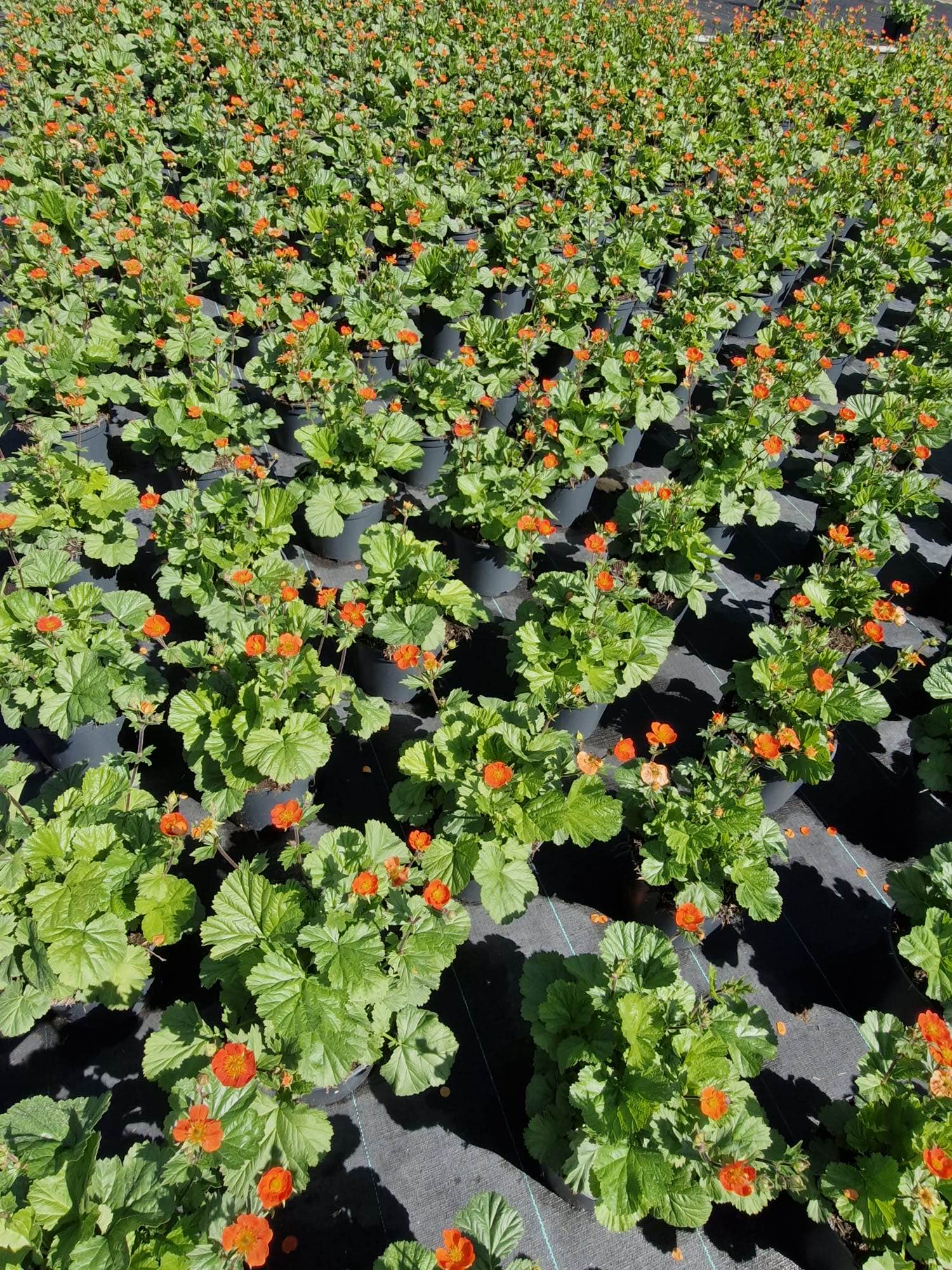 Bas Kwekerij De Weet