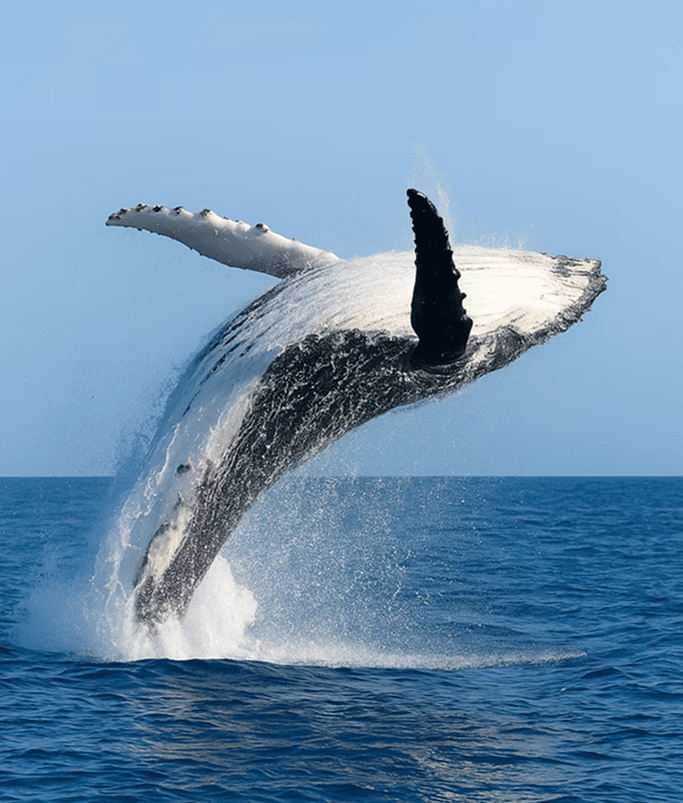 Whale