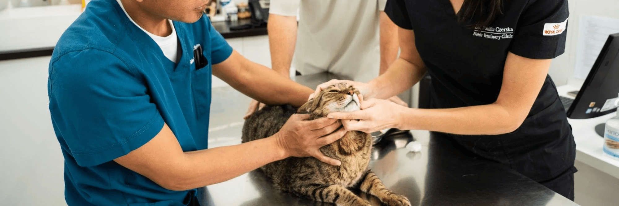 orthopedic care for your pets