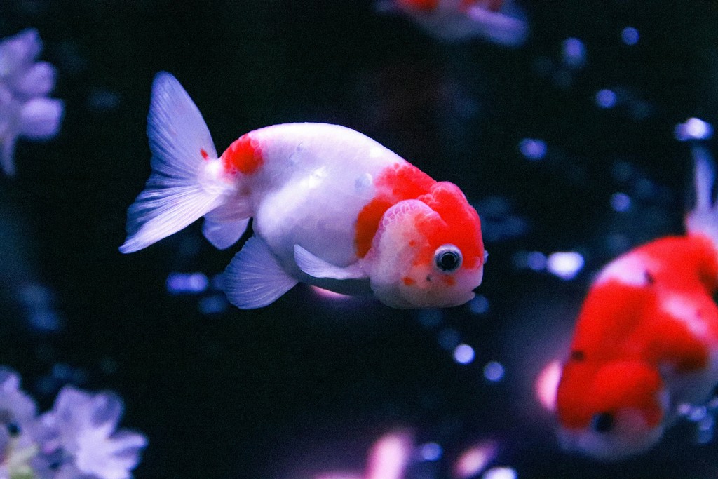 A red cap goldfish in an aquarium