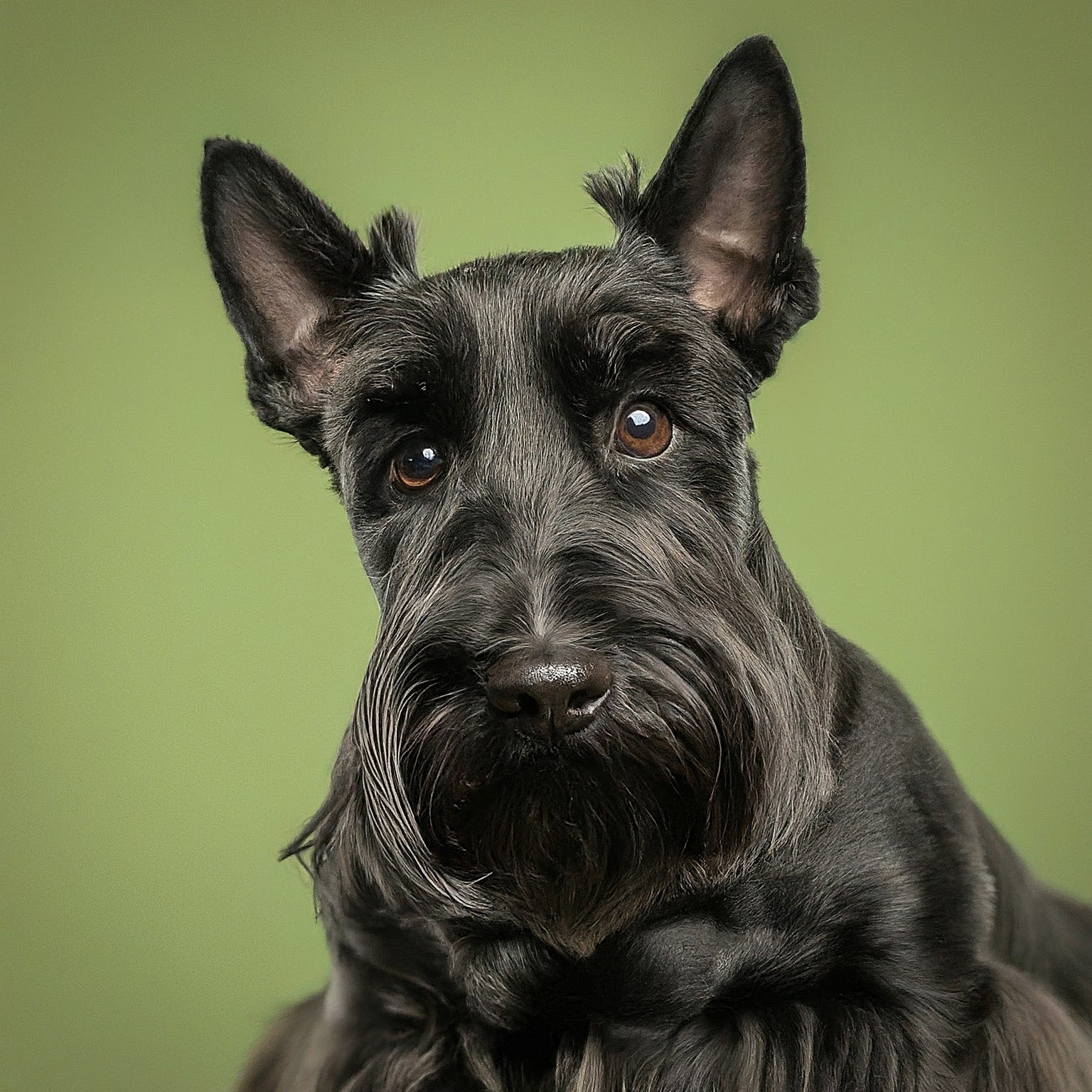 BUDDYUNO, Scottish Terrier