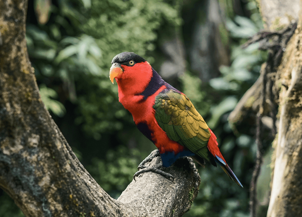 A black-capped lory sitting in a tree