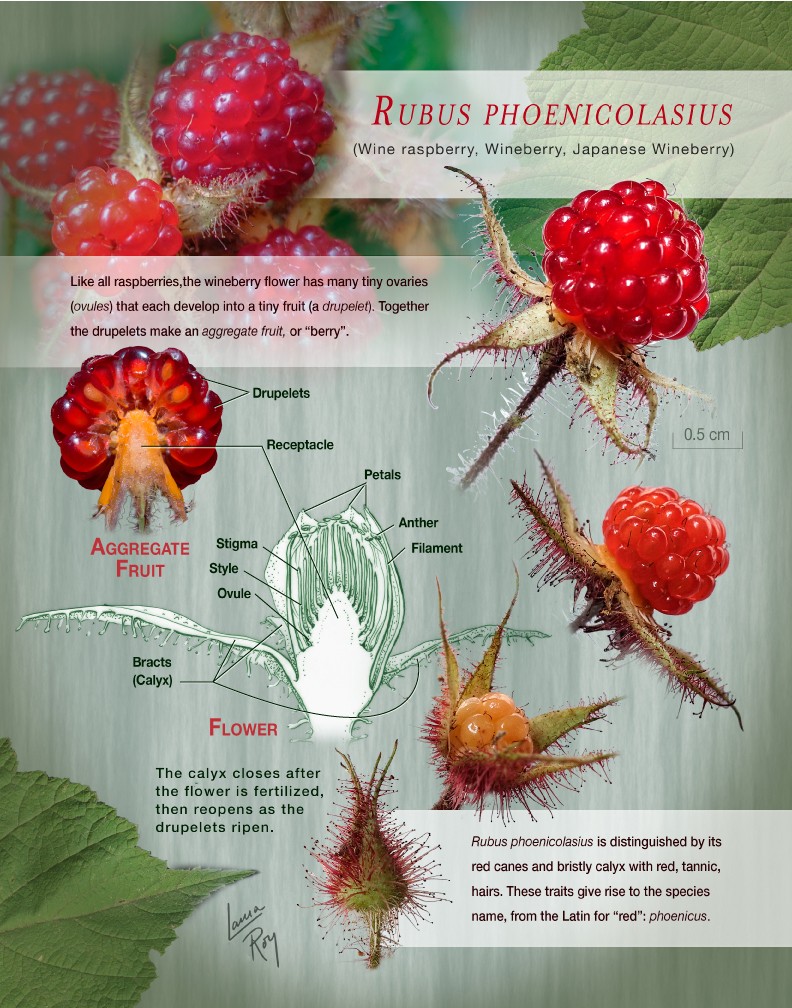 The Wineberry Poster Study