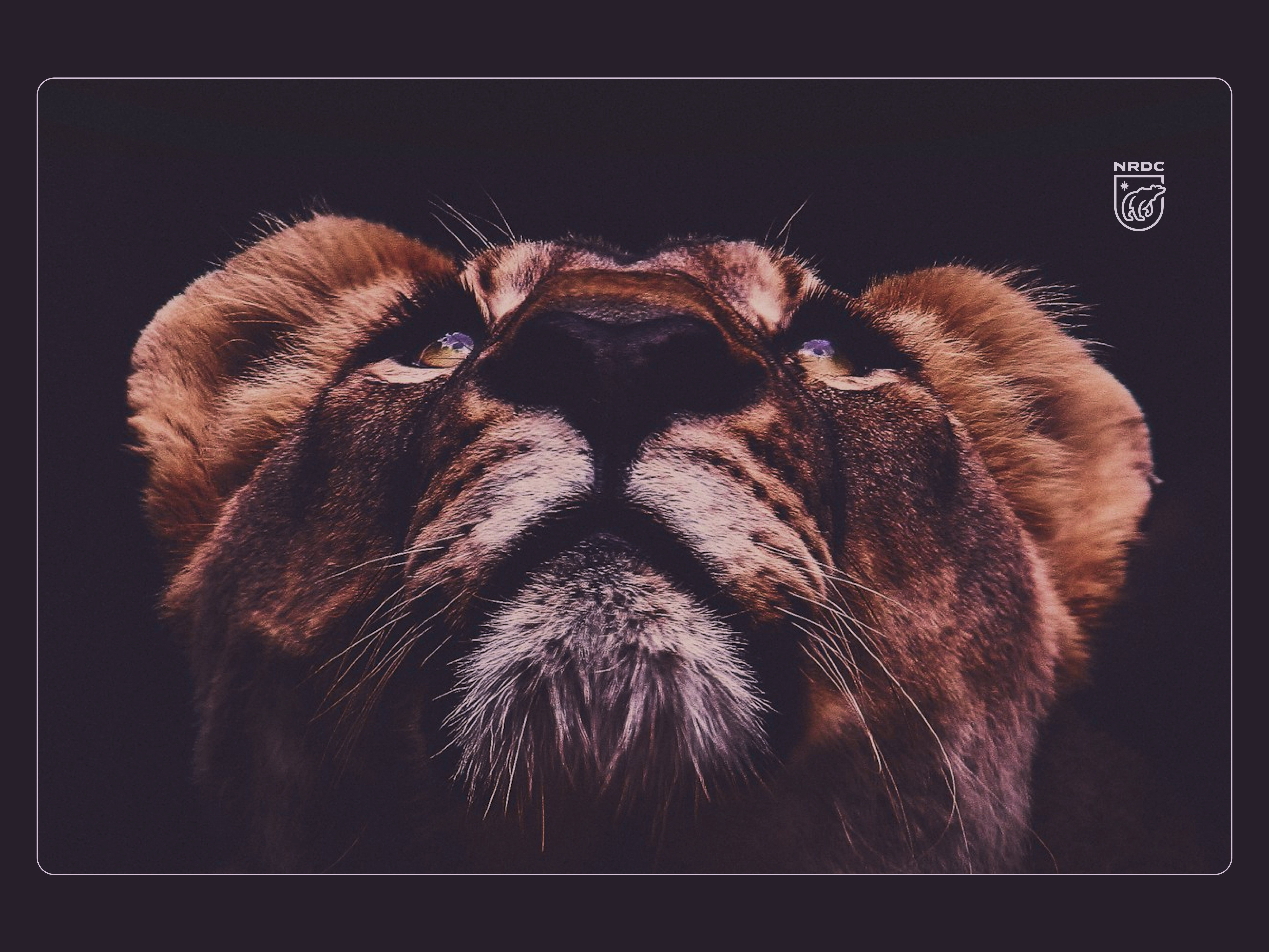 Compressed image