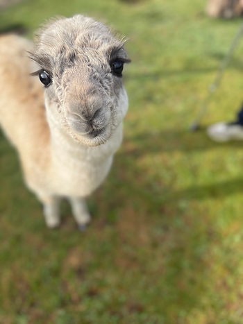 A young llama looking at the camera in Ecuador