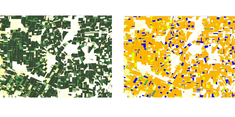 sunflower and sugar beet