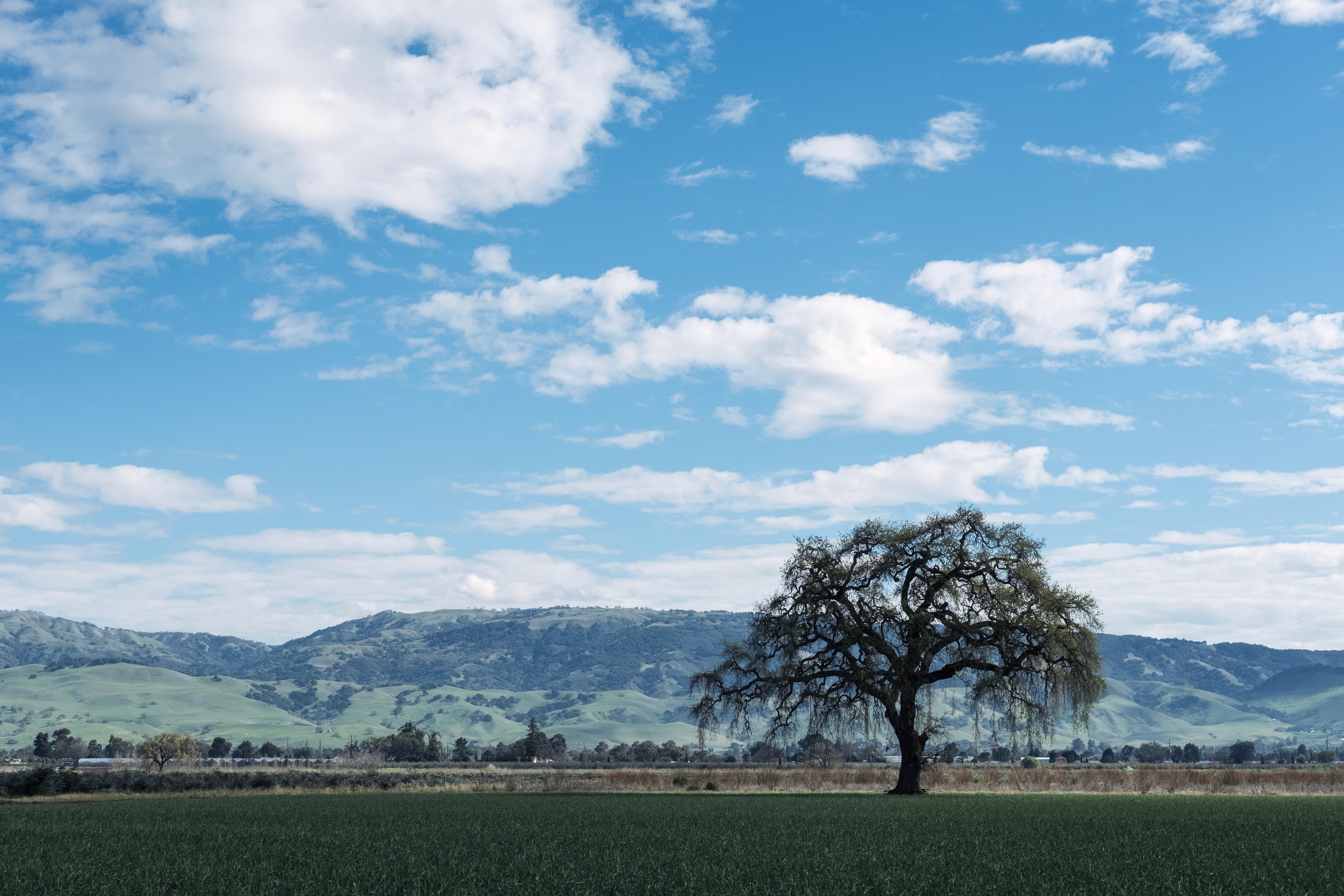 A lone tree standing in an open grassy field beneath a wide blue sky with scattered white clouds, with rolling hills visible in the distance.