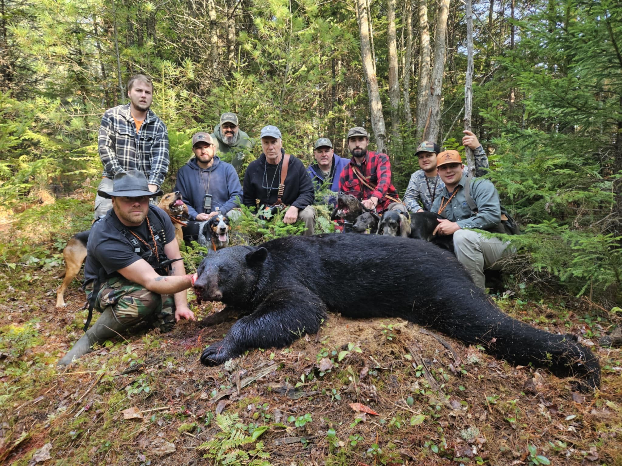 black bear hunting in maine