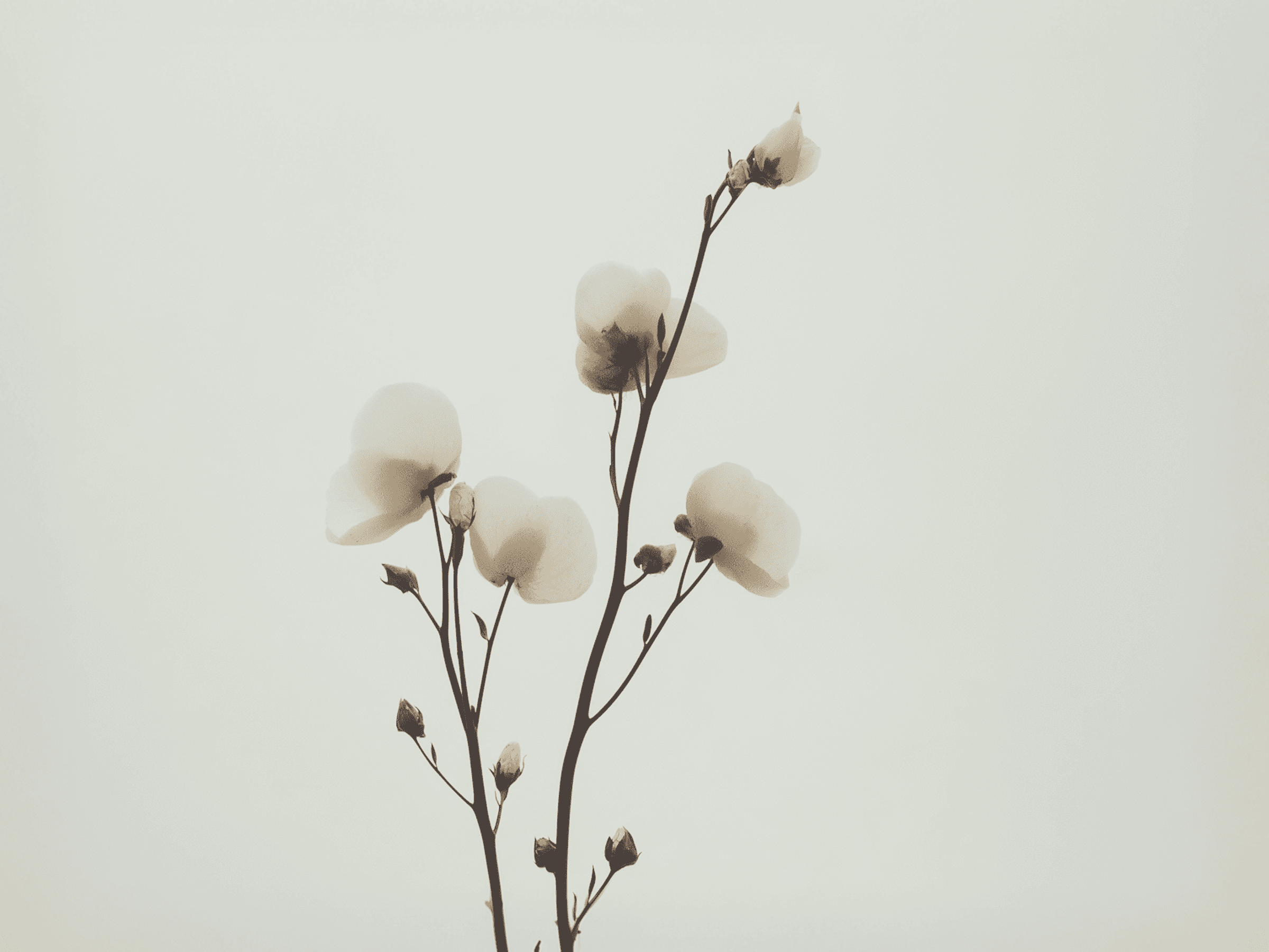 Minimal botanical photo of delicate white blossoms on thin stems against a pale, muted background.