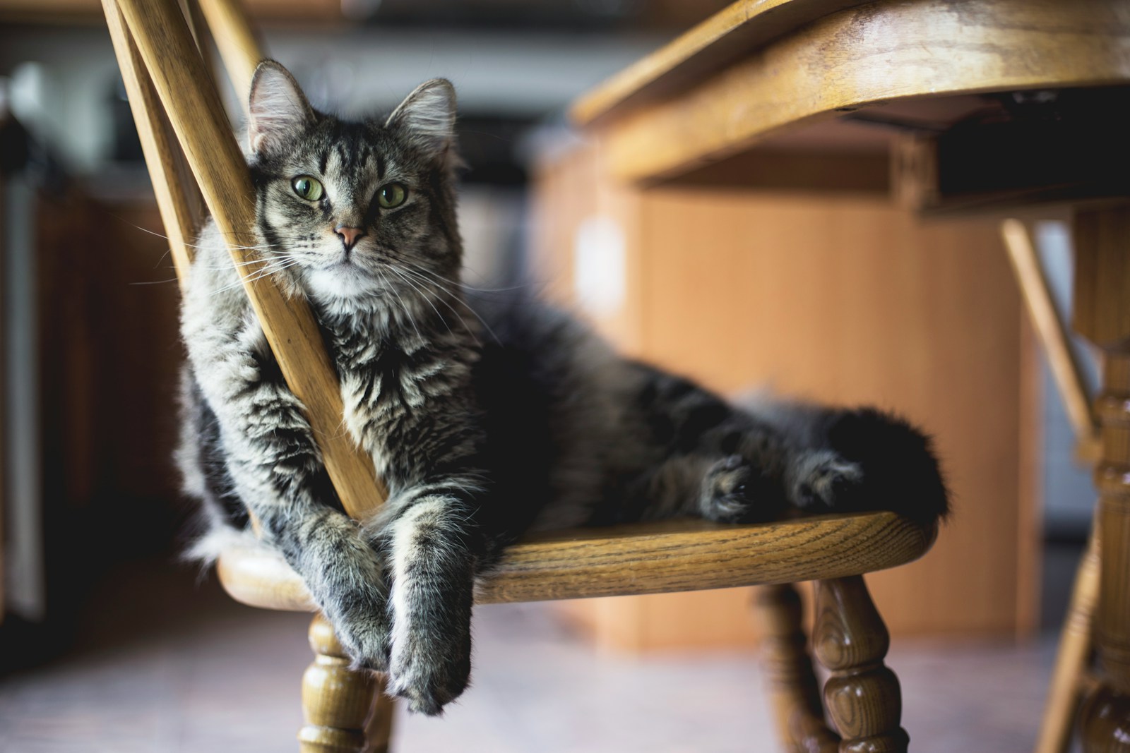 A cat occupying a wooden chair