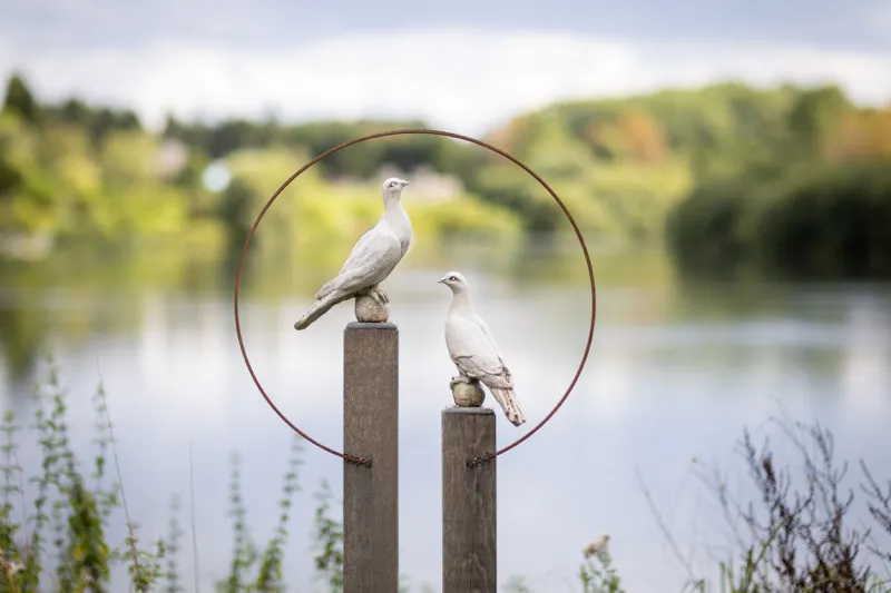 Company of the Columbidae in front of lake