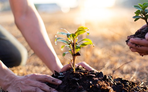 Two hands planting a small seedling into the ground, with sunlight glowing in the background.
