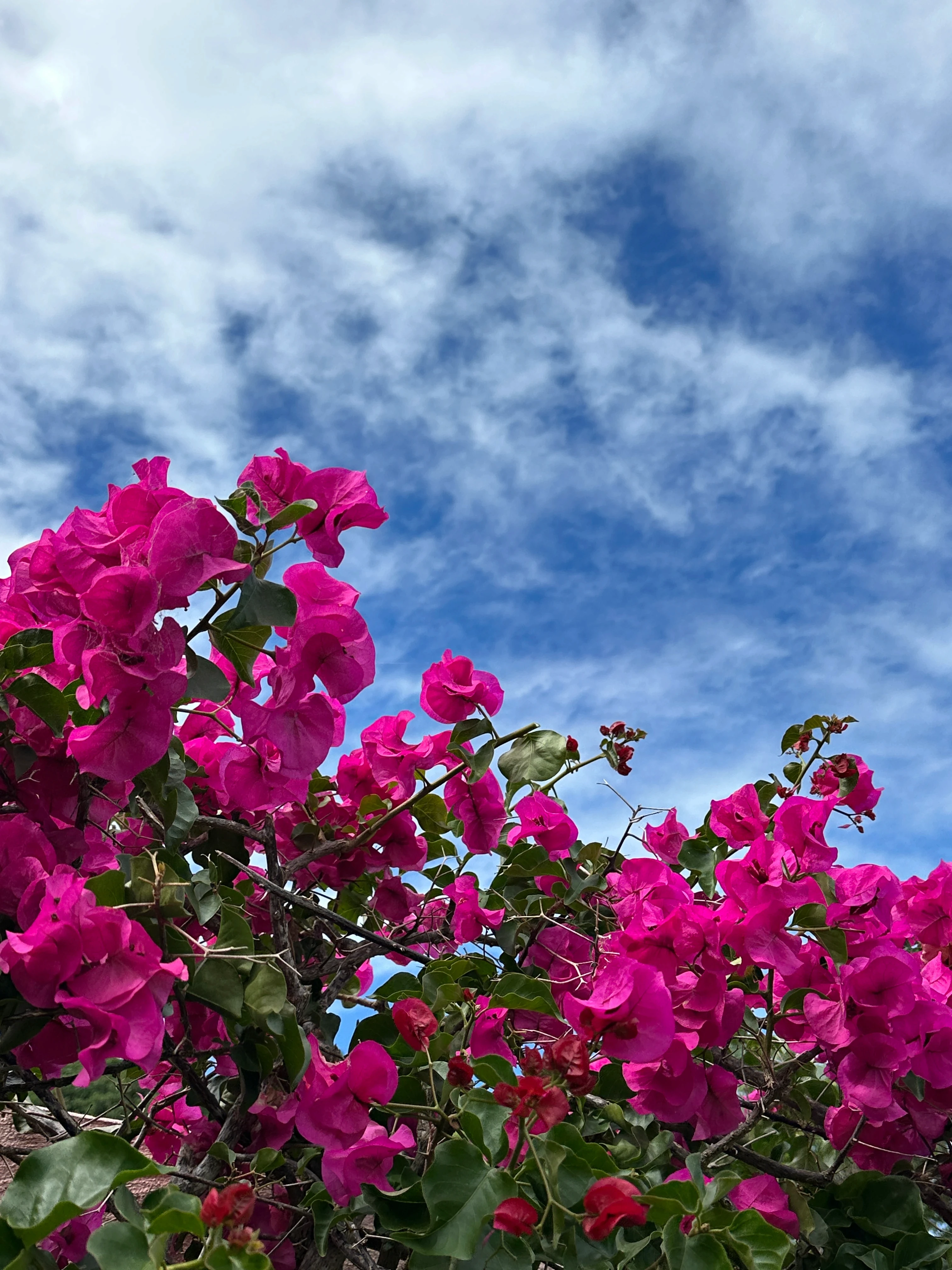 Bouganvillea flowering in a garden wall