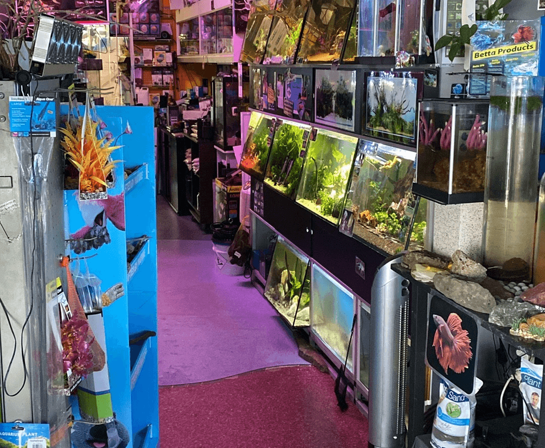 Inside Aquarium World Cairns