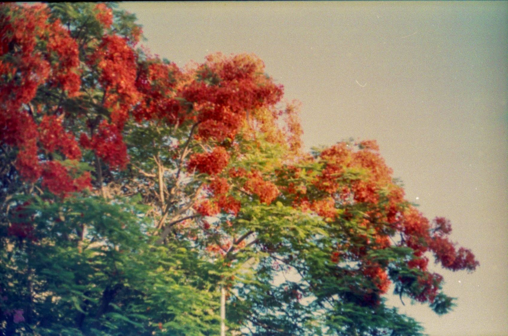 Flame Tree in Full Bloom