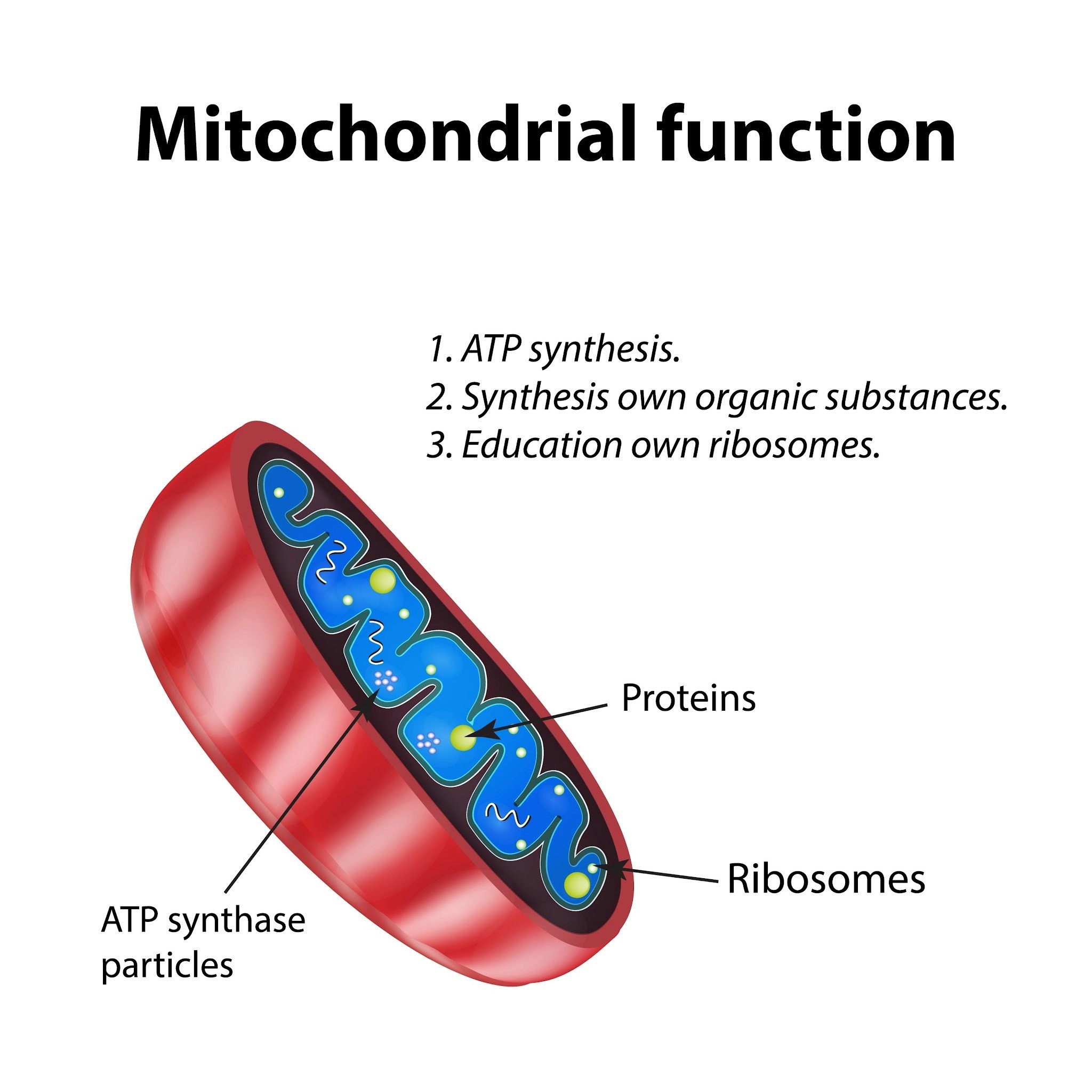 mitochondrial structure and cellular respiration, AI generated