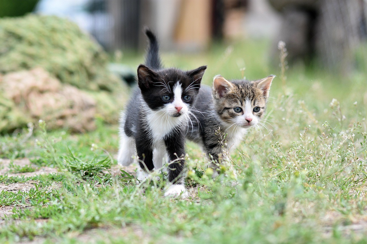 A person petting a cat on the grass