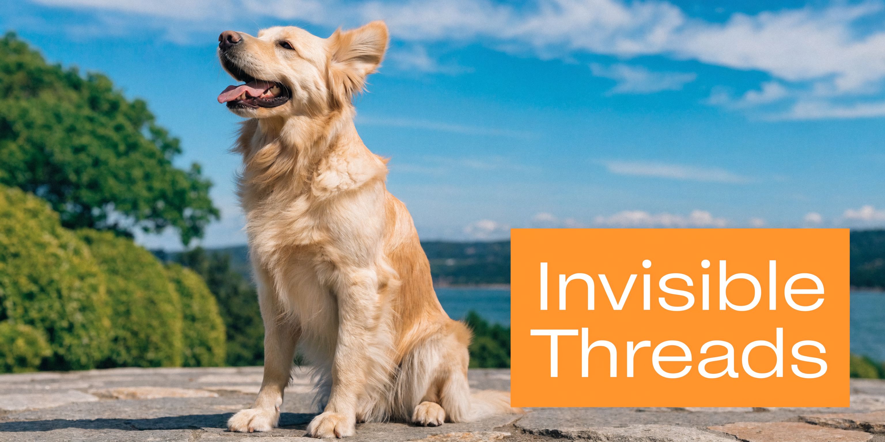 A happy golden retriever sits outdoors on a sunny stone patio with a scenic landscape background.