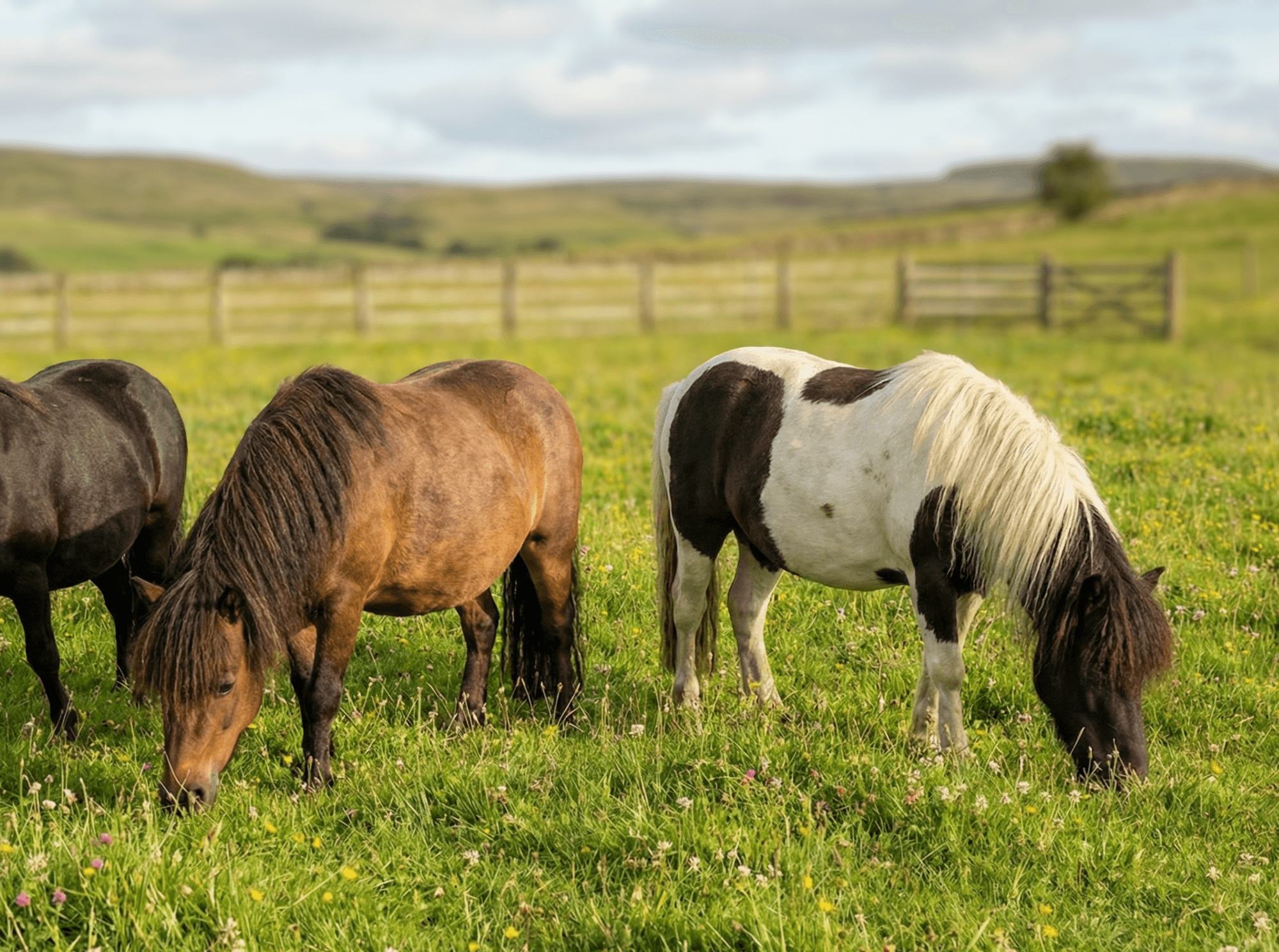 Poney shetland