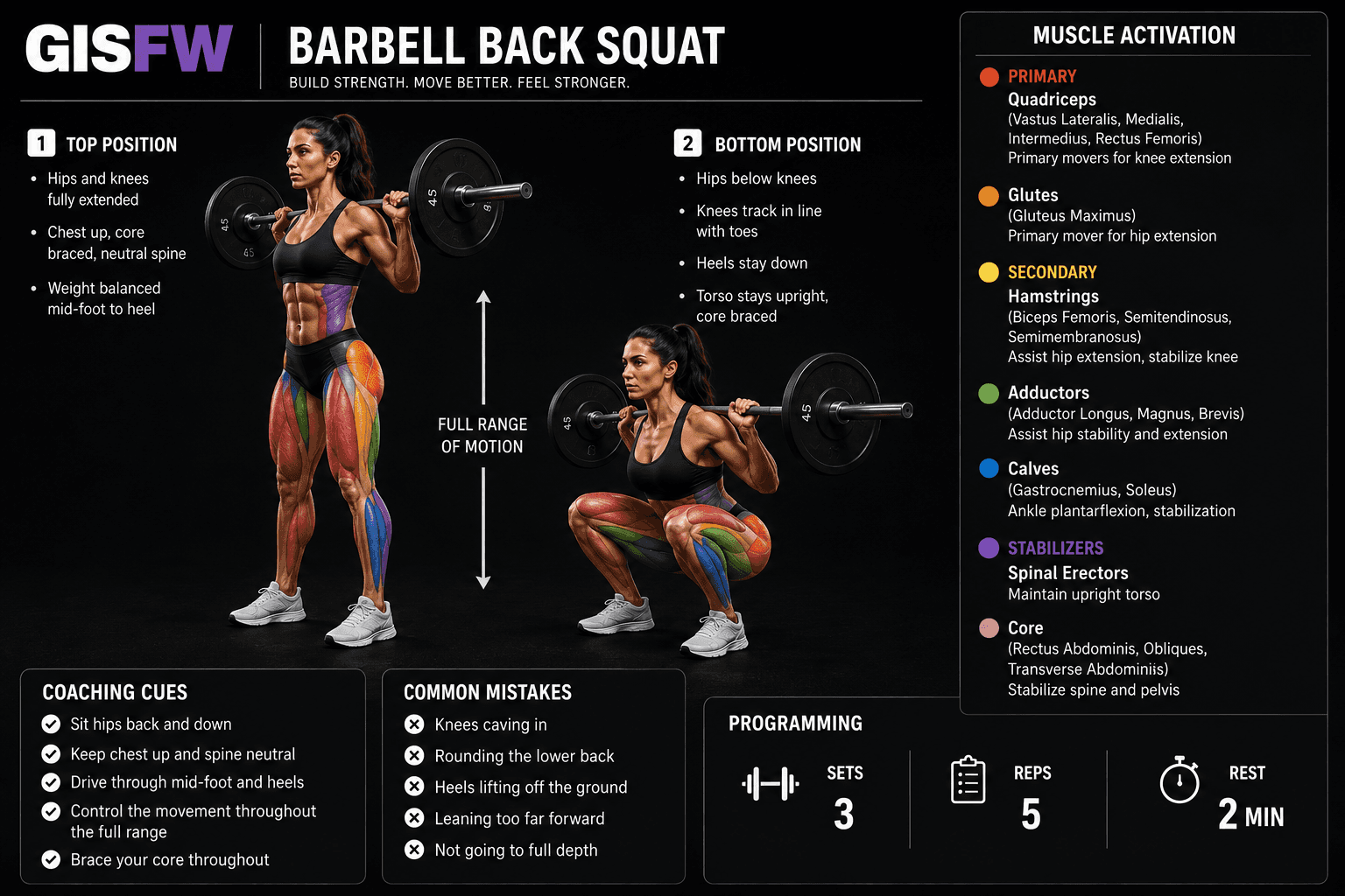 Barbell squat movement illustration