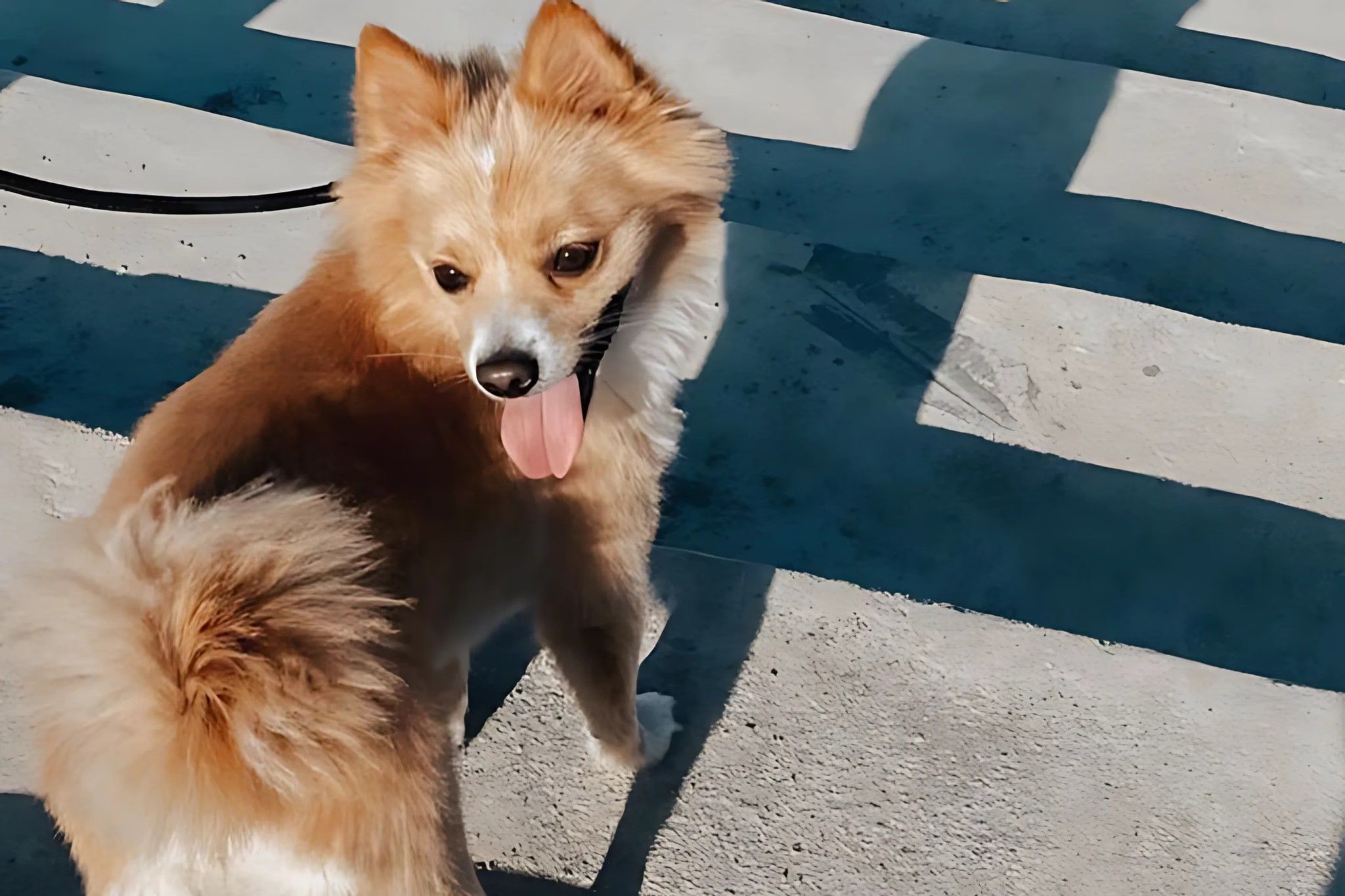 A dog is walking and wearing a leash. 