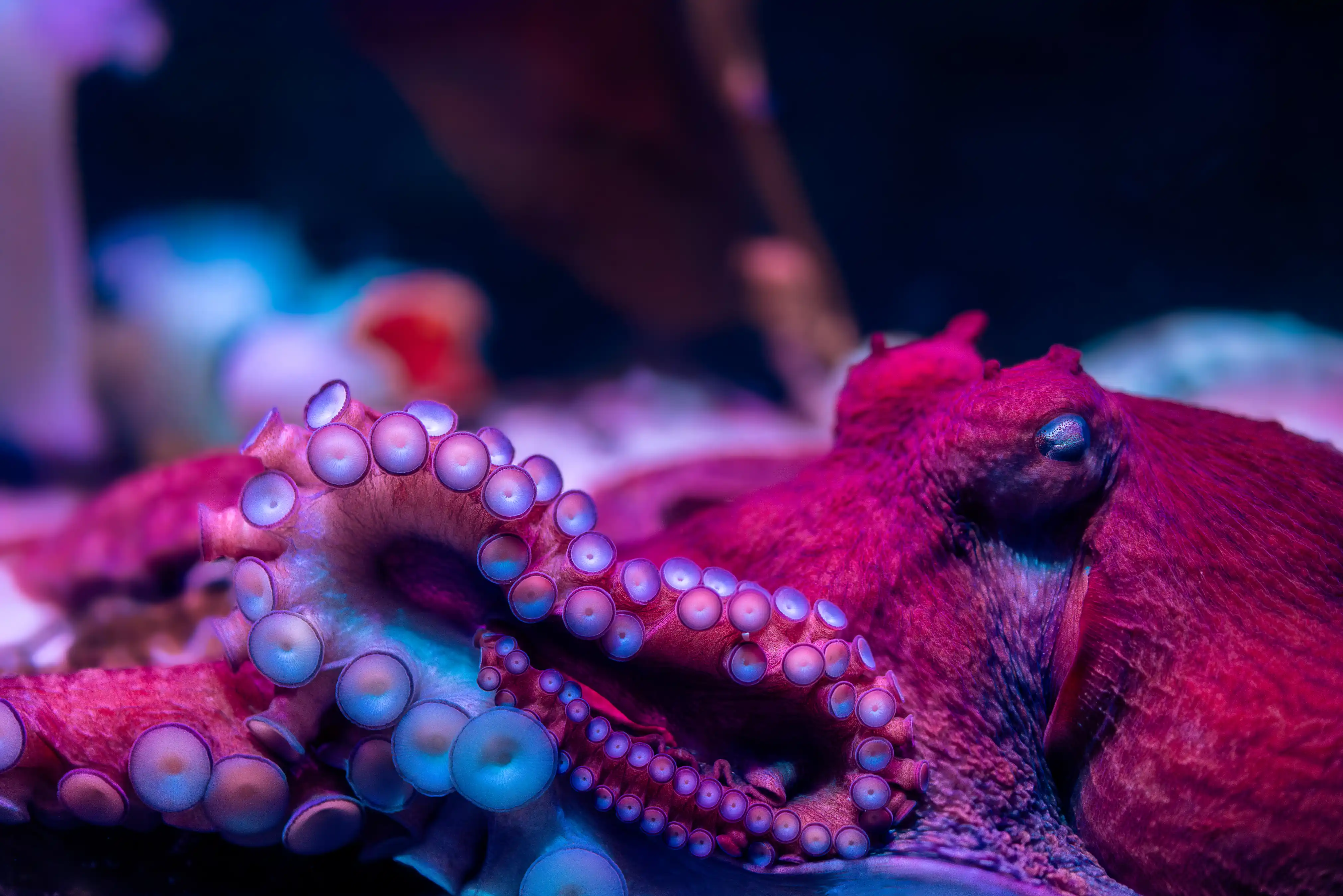 great pacific octopus at the florida aquarium in Tampa, FL