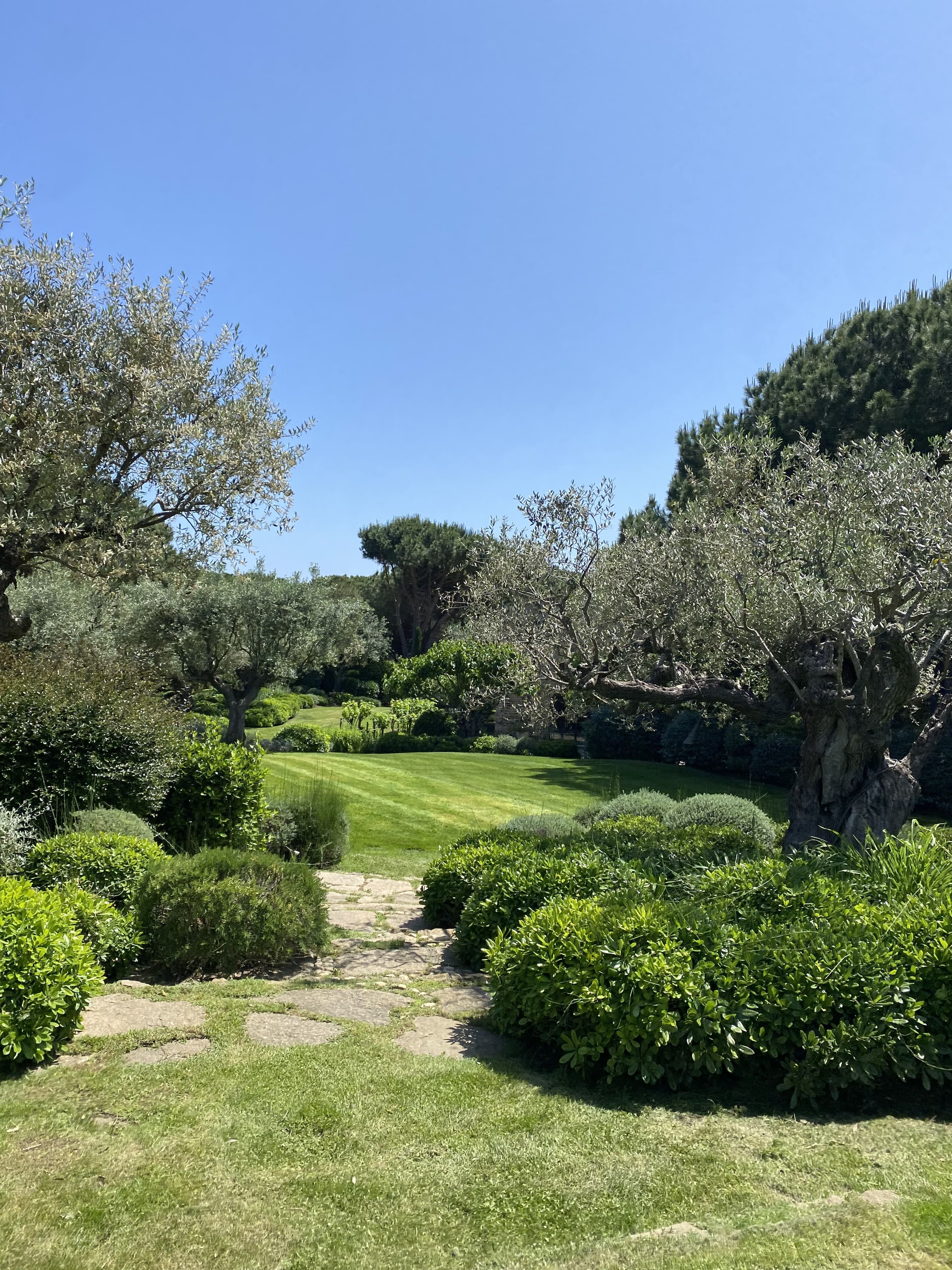 Taille de formation et entretien de pins parasols par un paysagiste professionnel dans la Plaine de Ramatuelle.