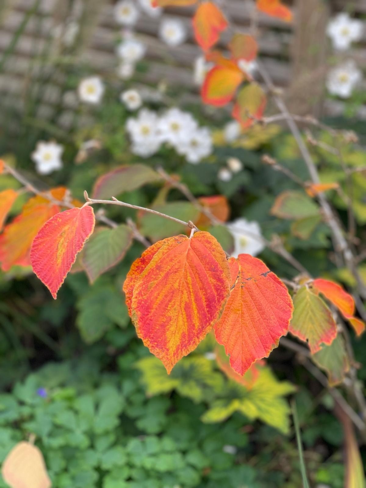 A screenshot from a website header