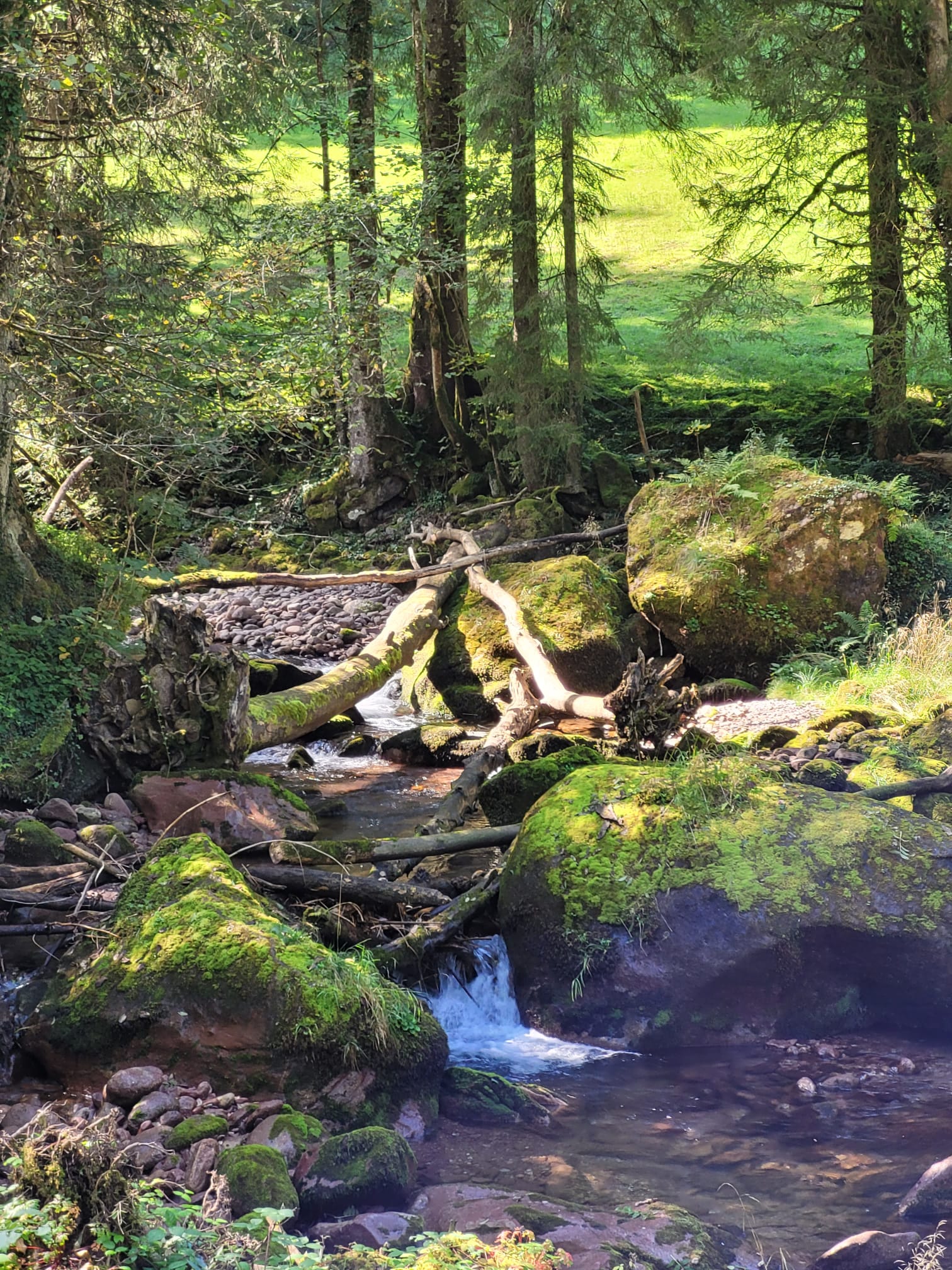 Bach der durch den Wald fliesst