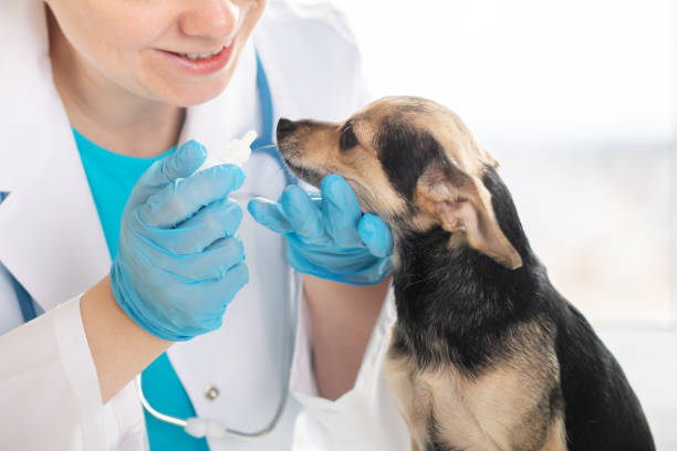 A veterinarian gives eye drop medication for a dog with eye issues