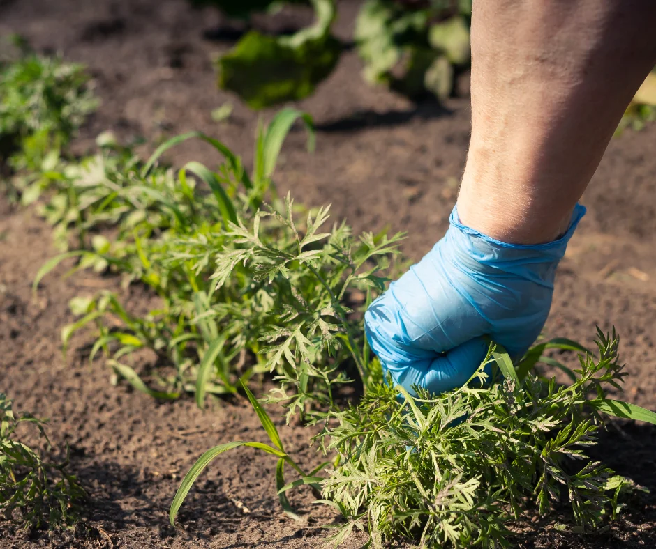 Man pulling out weeds from garden using hands