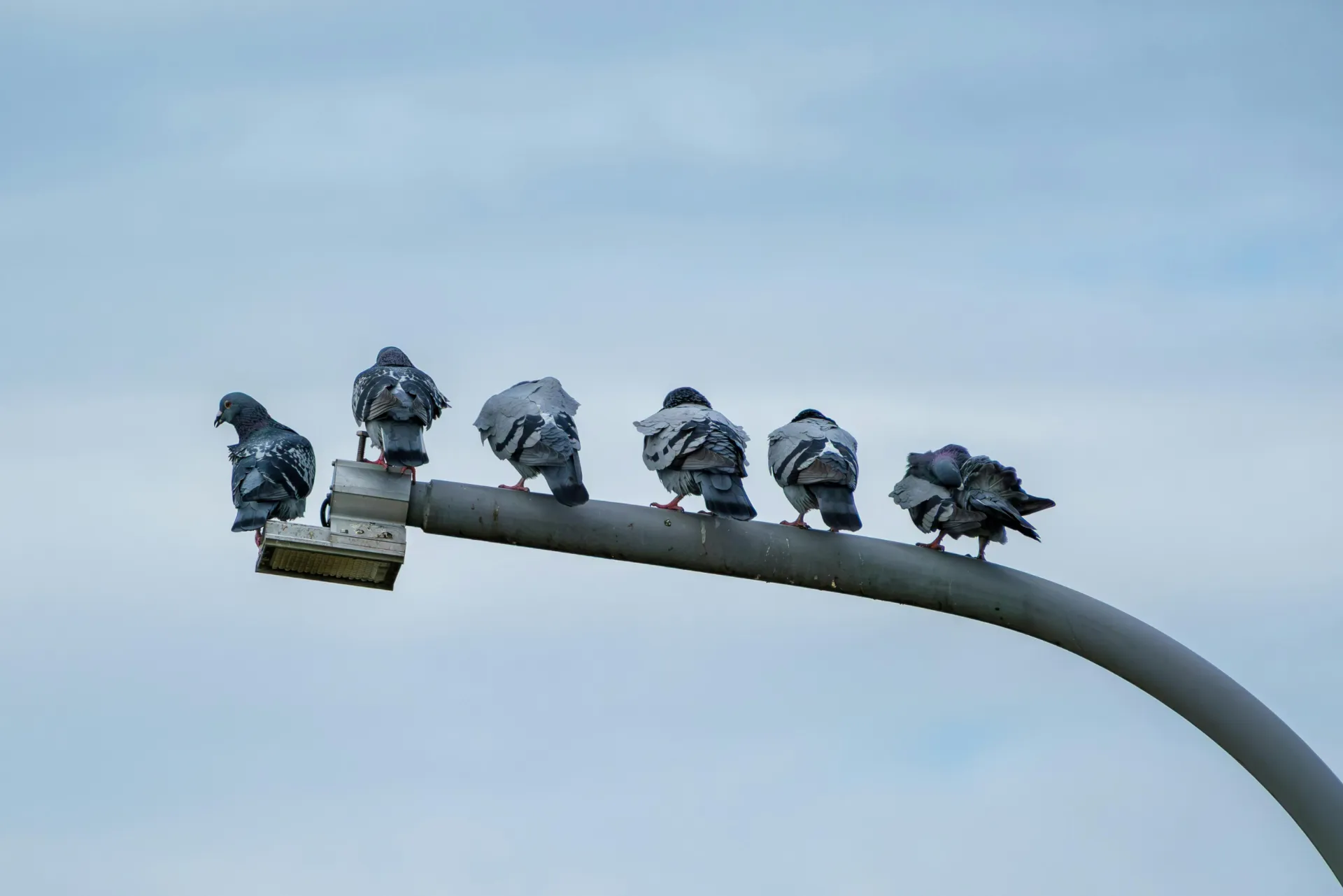 Tauben welche auf einer Straßenlaterne sitzen.
