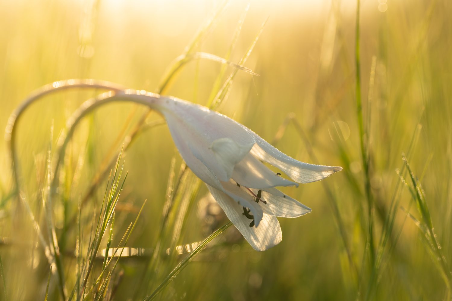 A white lily bowed with dew in morning light