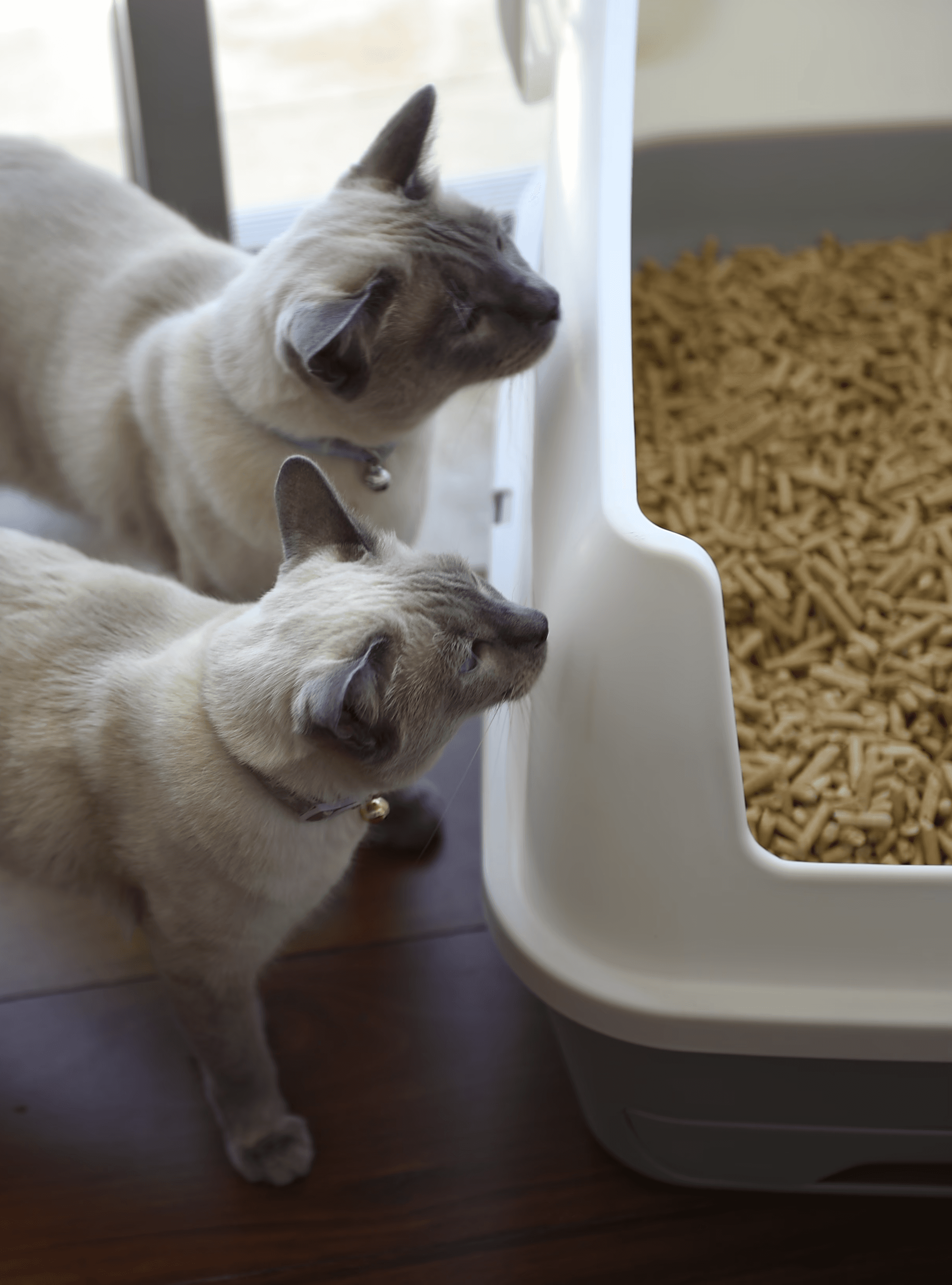 A A Treasured Pals Premium Sifting Litter System  filled with wood pellets is placed in the corner of a tiled room, accompanied by a scoop and a potted plant nearby.